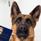 Paszporty dla zwierząt domowych