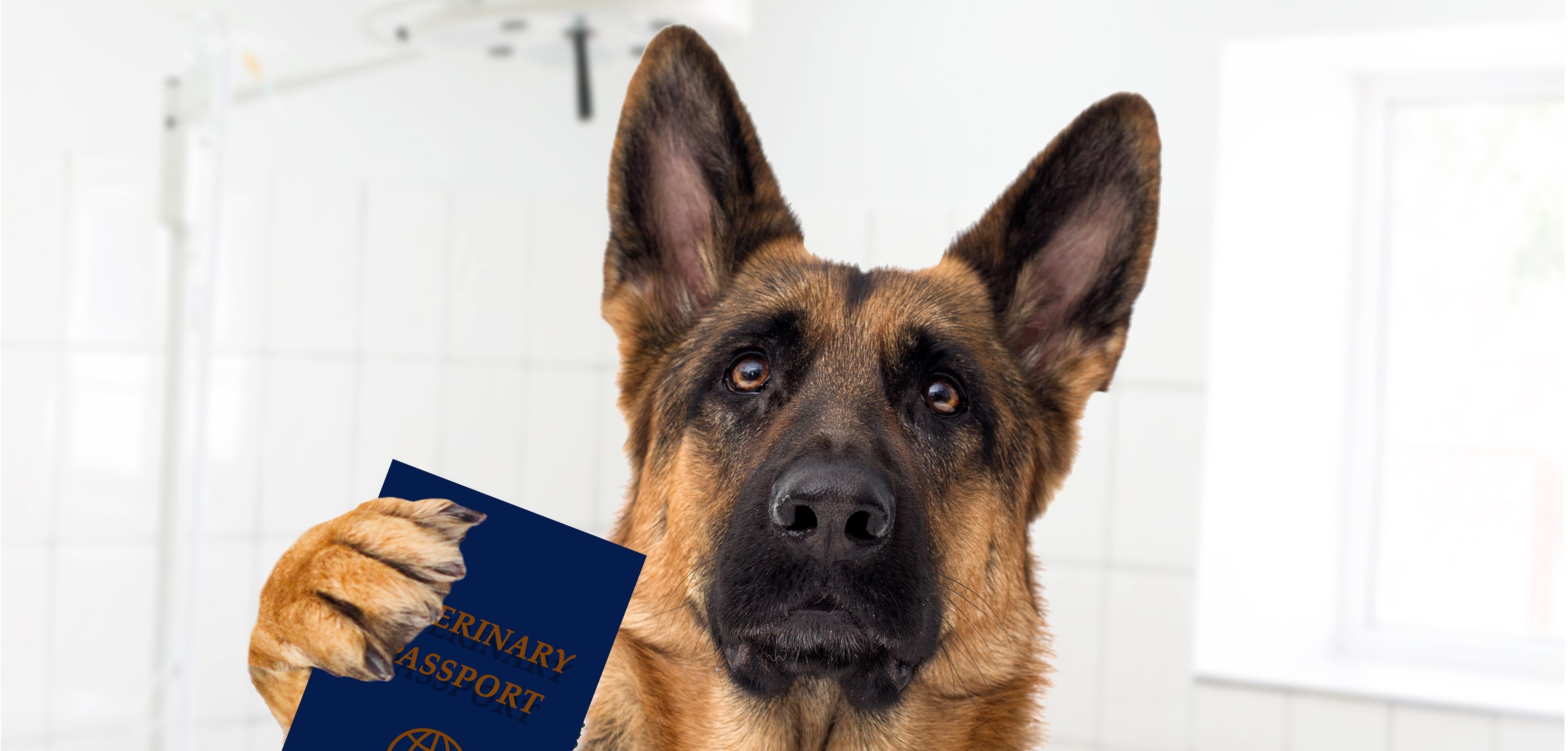Paszporty dla zwierząt domowych